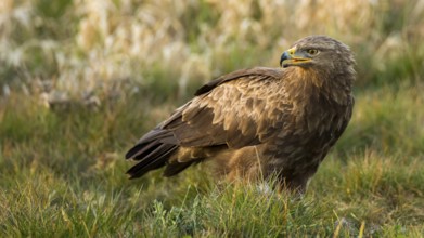 Lesser Spotted Eagle (Clanga pomarina), Mecklenburg-Western Pomerania, Germany