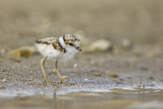 Little Ringed Plover (Charadrius dubius) chick, North Rhine-Westphalia, Germany