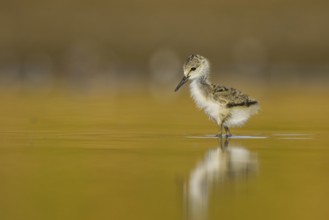 Black-winged Stilt (Himantopus himantopus) chick foraging, North Rhine-Westphalia, Germany
