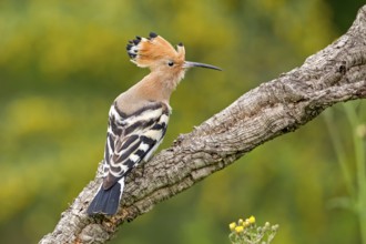 Eurasian Hoopoe (Upupa epops) male, Tuscany, Italy