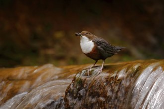 White-throated Dipper, Cinclus cinclus, brown bird with white throat in the river, waterfall in the