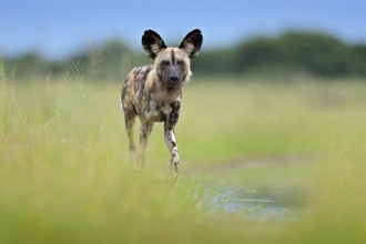 African wild dog, walking in the green grass, Okacango deta, Botswana, Africa. Dangerous spotted