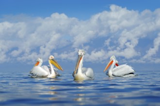 Bird in the water. Dalmatian pelican, Pelecanus crispus, landing in Lake Kerkini, Greece. Pelican