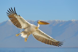 White pelican, Pelecanus onocrotalus, landing in Lake Kerkini, Greece. Pelican with open wings.