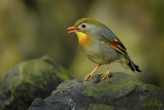Red-billed leiothrix, Leiothrix lutea, rare bird from southern China and the Himalayas. Cute animal