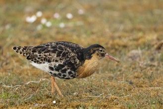 Ruff (Calidris pugnax) male, Oeland, Sweden