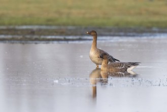 Taiga Bean Goose (Anser fabalis), North Rhine-Westphalia, Germany