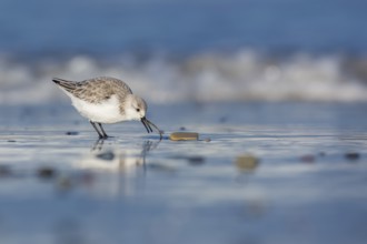 Sanderling (Calidris alba) foraging, Schleswig-Holstein, Germany