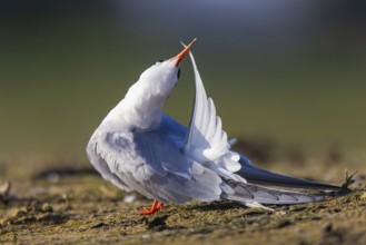Common Tern (Sterna hirundo) preening, North Rhine-Westphalia, Germany