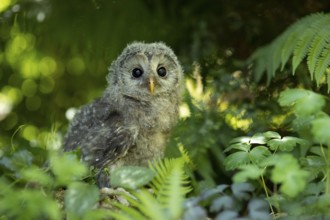 Ural Owl (Strix uralensis) fledgling, captive, Germany