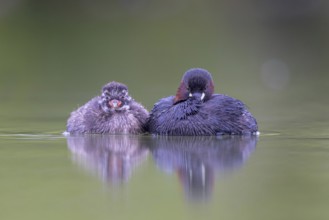 Little Grebe (Tachybaptus ruficollis) adult with chick, North Rhine-Westphalia, Germany