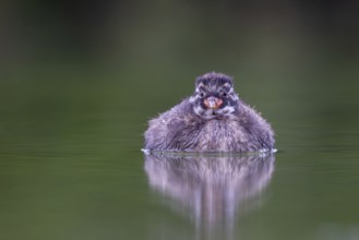 Little Grebe (Tachybaptus ruficollis) chick, North Rhine-Westphalia, Germany