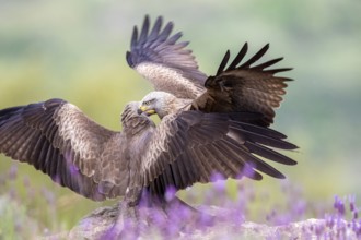 Black Kite (Milvus migrans) fighting, Madrid, Spain
