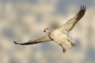 Snow Goose (Anser caerulescens) flying, New Mexico, USA