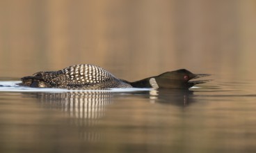 Great Northern Loon (Gavia immer) in threatening posture on lake, British Columbia, Canada
