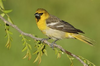 Bullock's Oriole (Icterus bullockii), Arizona, USA