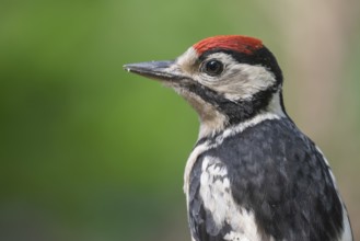 Great Spotted Woodpecker (Dendrocopos major) juvenile, Lower Saxony, Germany
