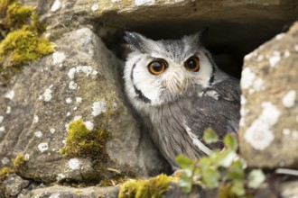 Southern White-faced Owl (Ptilopsis granti) captive, peering out of a wall gap, Germany