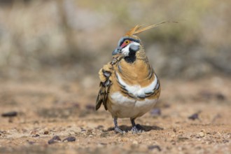 Spinifex Pigeon (Geophaps plumifera) perched on the ground, Queensland, Australia