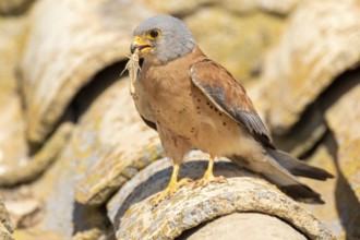 Lesser Kestrel (Falco naumanni) male on a roof, Castile-La Mancha, Spain
