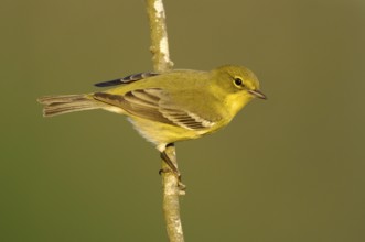 Pine Warbler (Setophaga pinus), Texas, USA