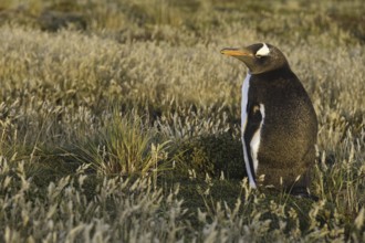 Gentoo Penguin (Pygoscelis papua), Falkland Islands