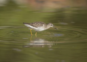 Wood Sandpiper (Tringa glareola) with little fish in its beak, Gambia