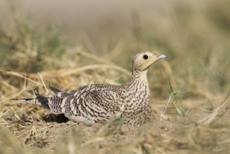 Chestnut-bellied Sandgrouse (Pterocles exustus) female, Oman