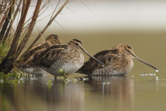 Watersnip, Snipe, Gallinago gallinago