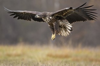 White-tailed Eagle (Haliaeetus albicilla) juvenile flying, Poland