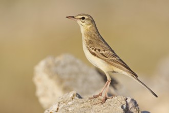 Tawny Pipit (Anthus campestris), Croatia
