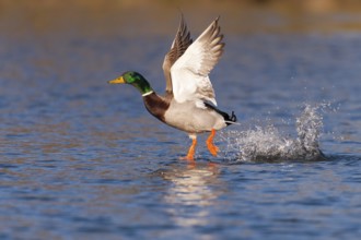 Stockente, fliegend, im Flug, Fluegel, fliegen, Start, auffliegend