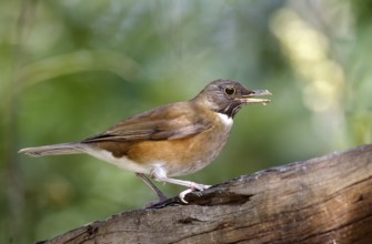White-necked Thrush (Turdus albicollis) singing, Sao Paulo, Braszil