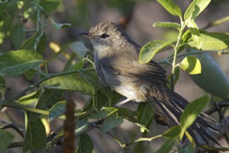 Subdesert Brush Warbler (Nesillas lantzii), Ifaty, Madagascar