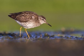 Wood Sandpiper (Tringa glareola) foraging, Poland