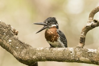 Giant Kingfisher (Megaceryle maxima) male, Gambia