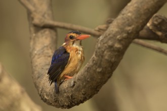 African Pygmy Kingfisher (Ispidina picta), Gambia