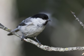 Willow Tit - Weidenmeise - Poecile montanus ssp. uralensis, Russia (Ural)