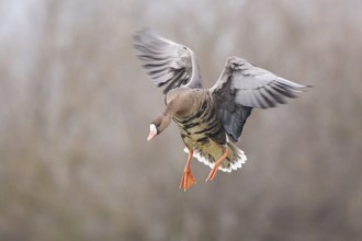 Greater White-fronted Goose (Anser albifrons) landing, North Rhine-Westphalia, Germany