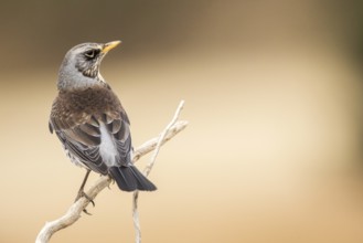 Fieldfare (Turdus pilaris) perched on a branch, Aragon, Spain