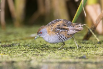 Baillon's Crake (Porzana pusilla palustris) foraging, Victoria, Australia