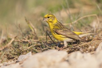 Serin - Girlitz - Serinus serinus, Croatia, male adult