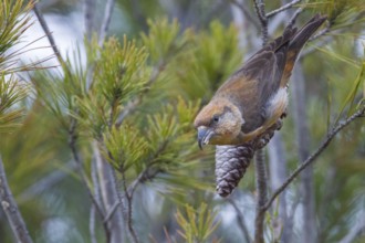 Common Crossbill - Fichtenkreuzschnabel - Loxia curvirostra ssp. polyogyna, Morocoo, adult male