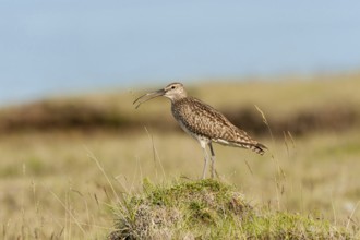 Whimbrel (Numenius phaeopus) calling, Iceland
