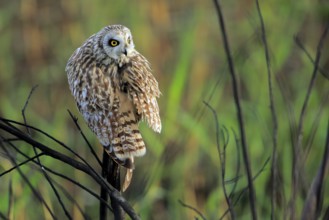 Short-eared Owl (Asio flammeus) perched on a branch, Andalusia, Spain