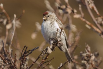 Arctic Redpoll (Acanthis hornemanni) male perched on a branch, Finnmark, Norway