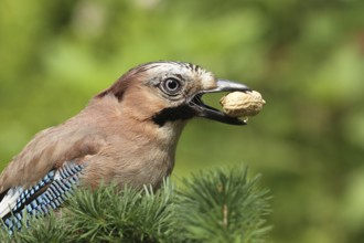 Eurasian Jay (Garrulus glandarius), Lower Saxony, Germany