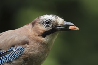 Eurasian Jay (Garrulus glandarius), Lower Saxony, Germany