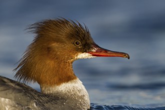 Common Merganser (Mergus merganser) female, Bavaria, Germany