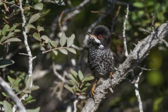 Cyprus Warbler (Sylvia melanothorax) male, Cyprus